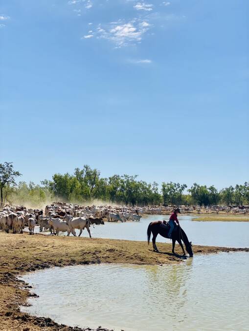 Mustering was done on a mix of horses and motorbikes. Photo supplied.