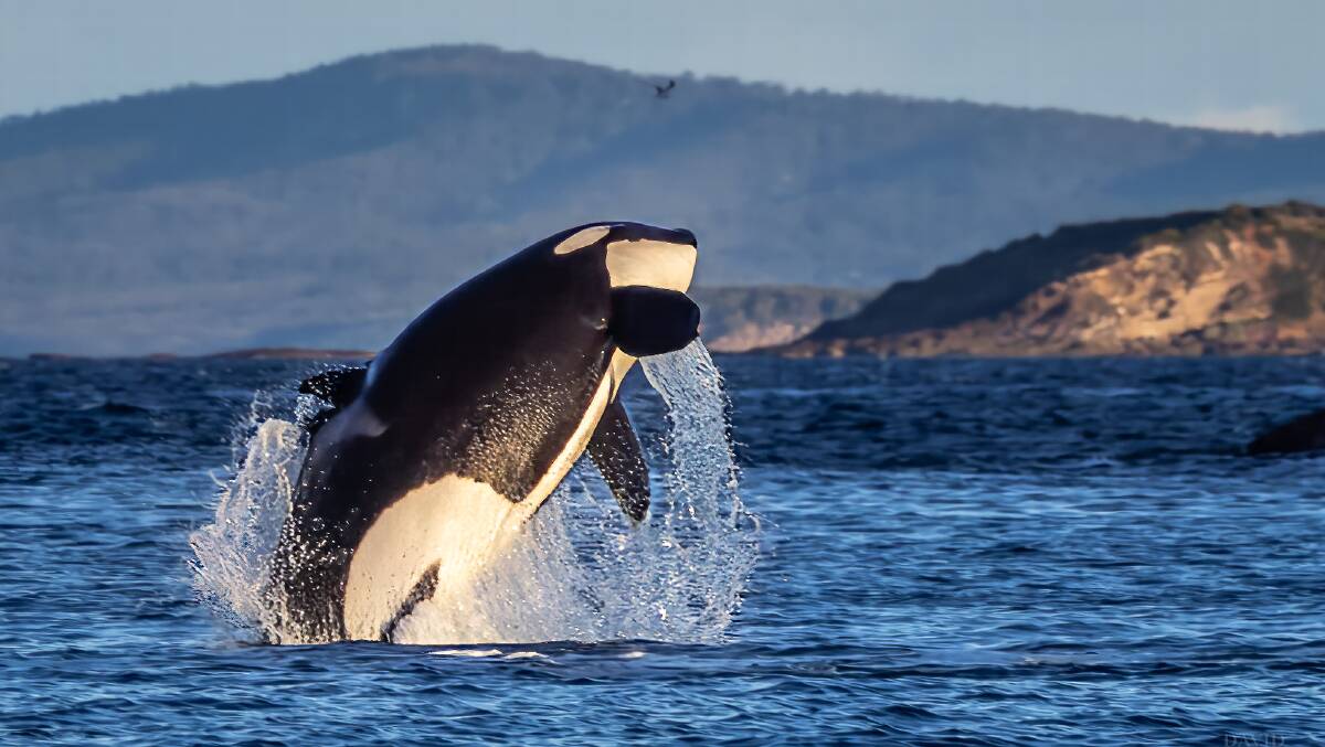 Killer whale leaping in Merimbula on Monday, June 26, 2023. Picture by David Rogers Photography. 
