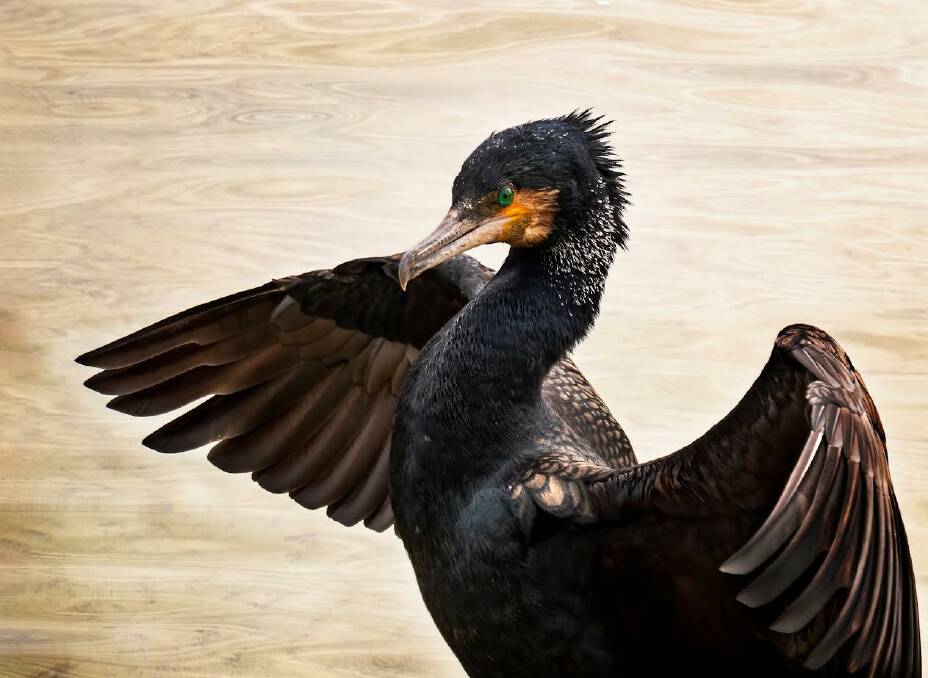 Beth Westra's Out to Dry - Great Cormorant. Picture supplied.