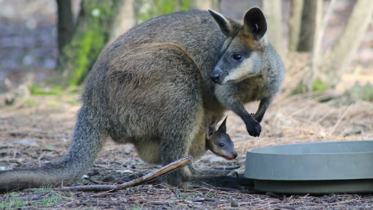 Swamp wallaby and joey. Picture by Mandy Turner.