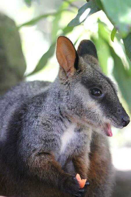 Brush-tailed rock-wallaby joey. Picture by Paul Fahy.