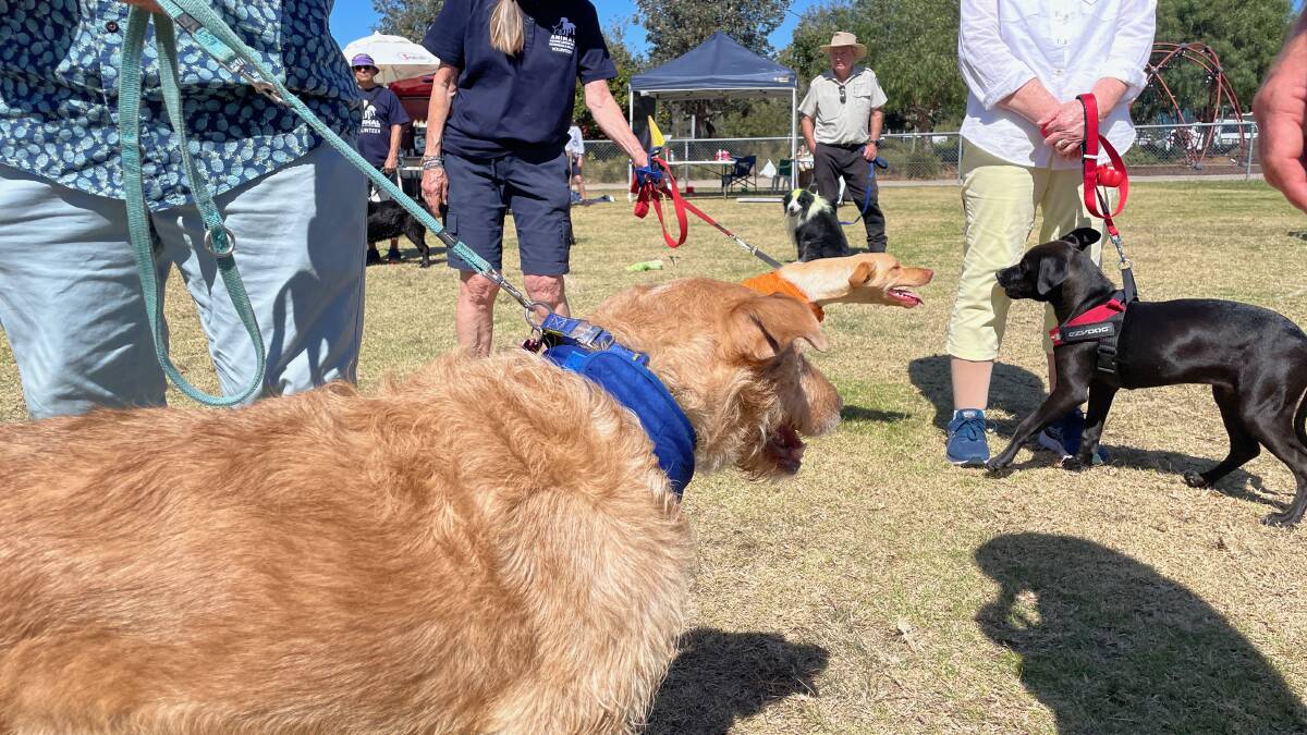 Dusty won the prize for best mixed breed dog at Tailwaggers in Narooma on September 17. Picture by Marion Williams