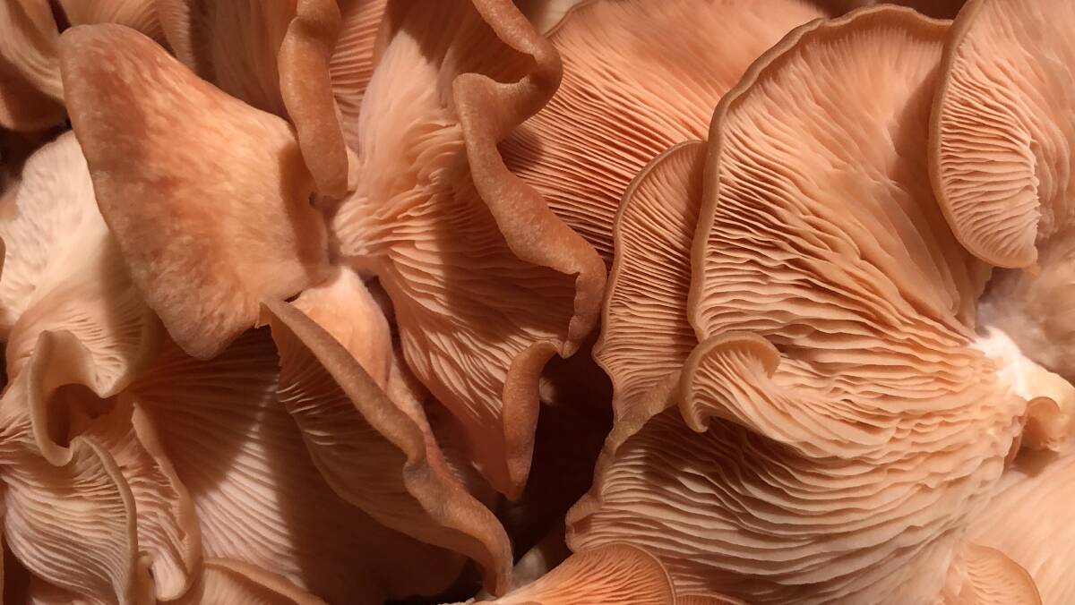 Pink oyster mushrooms grown locally by Annette Kennewell of Central Tilba. Picture supplied.