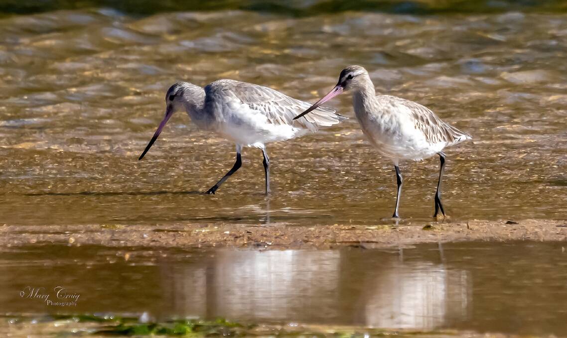 In July 2023, Margaret photographed more than 15 bar-tailed godwits at Coila Lake. Picture via Margaret Craig/Facebook