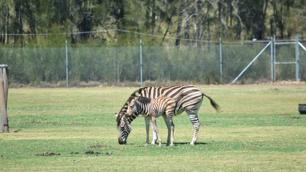 Newborn zebra Subira was born on October 30 at Mogo Wildlife Park, amidst a spring baby boom.