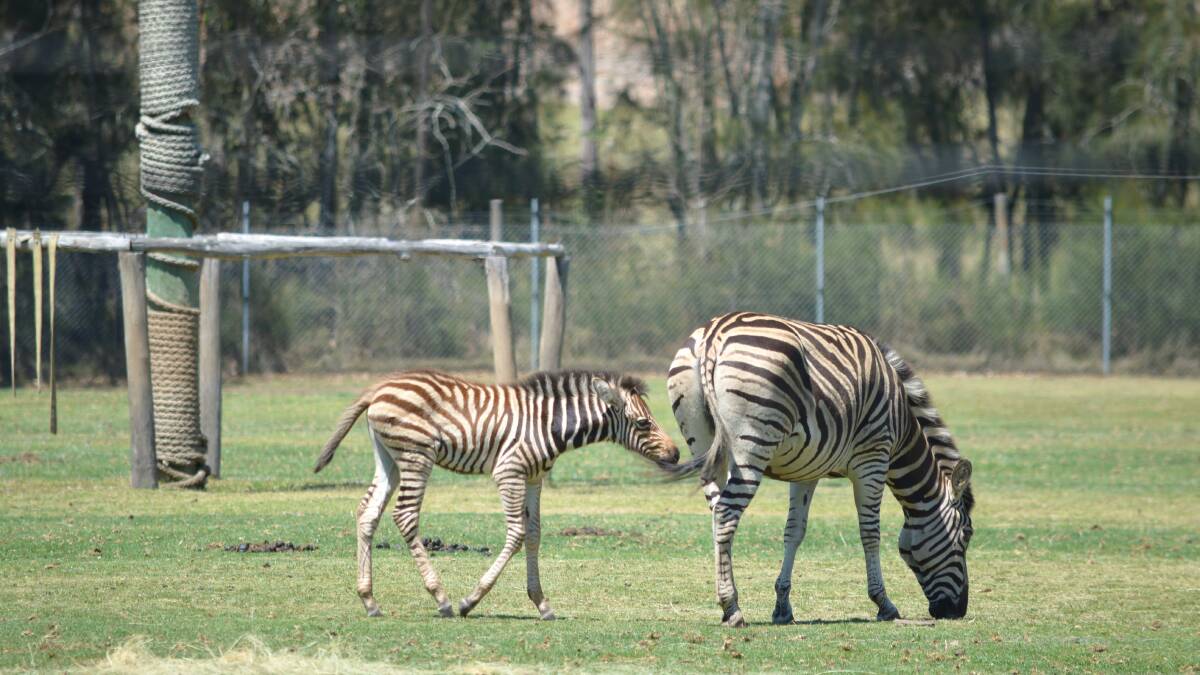 Newborn zebra 'Subira' zooms into first days at Mogo Wildlife Park