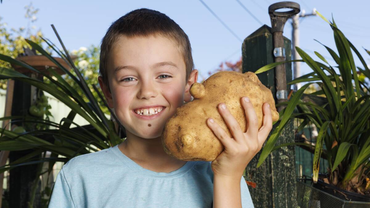 Romeo Cowley, of Curtin, with Spud the 1.3 kilo potato. Picture by Keegan Carroll