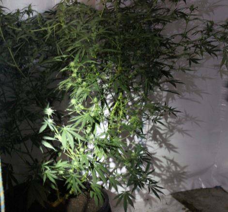 A cannabis plant found in a Surfside home on Monday, February 27.
