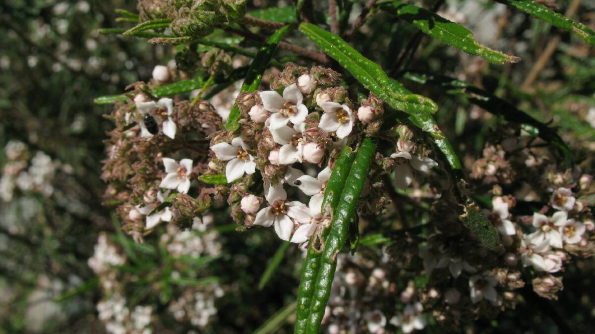 Warty Zieria, Zieria tuberculata, is only found on the NSW Far South Coast. Picture by J Miles