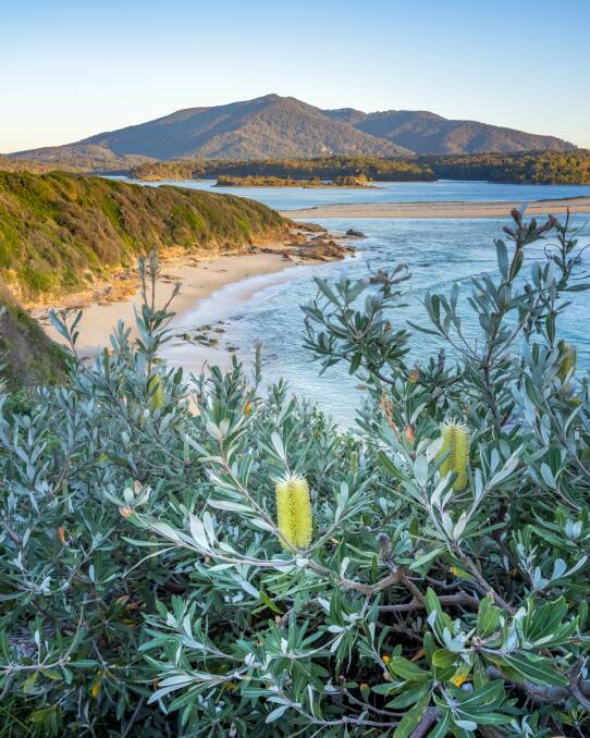 Gulaga and the coastal Banksia. Picture by D Rogers