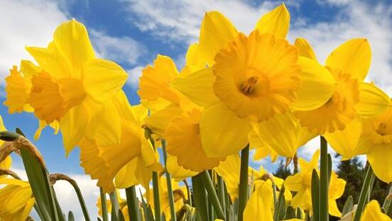 Brave the mountain for day of daffodils