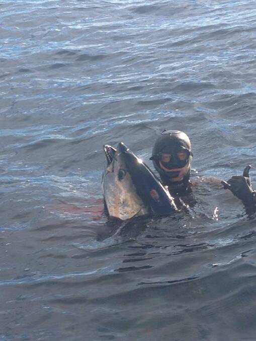FIN SPEARED: Nick jumped in the water to successfully spear a big bluefin tuna off Bermagui on the weekend. Photo Bermi Bait & Tackle Facebook. 