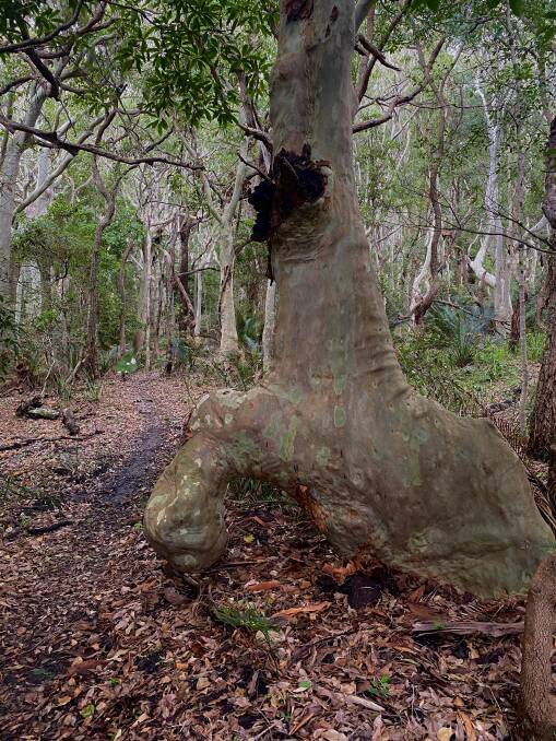 Many of the spotted gums along the coastal fringe in the southern part of Murramarang National Park are stunted or grow in unusual shapes. Picture by Tim the Yowie Man