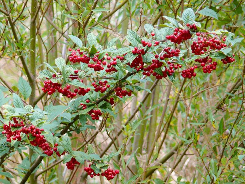 Behind the beauty: The cotoneaster is covered in pretty red berries at this time of year but the species is bad news for our native plants.