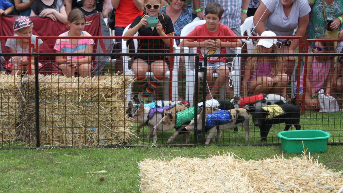 Action from Race 2 of the Tathra Lions Club Pig Races at the Tathra Country Club on Sunday.