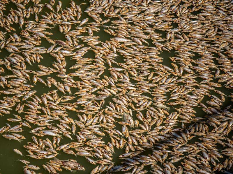 Locals are waiting on tests on drinking water after a mass fish kill near Menindee in outback NSW. (Samara Anderson/AAP PHOTOS)