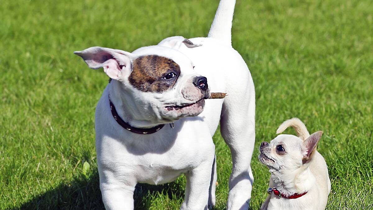 Dog lovers must bite on new plan by August 2